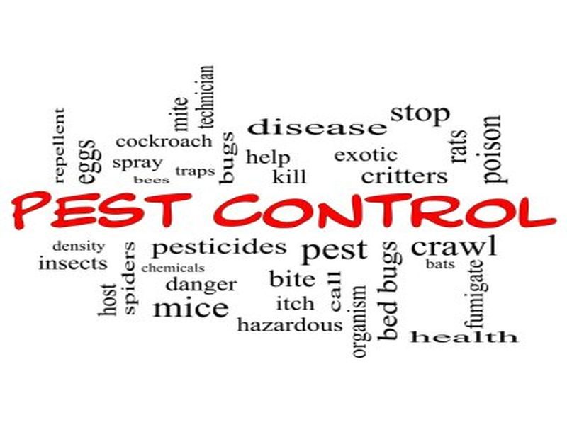 Conquering Rat Infestations: Advanced Pest Control Solutions