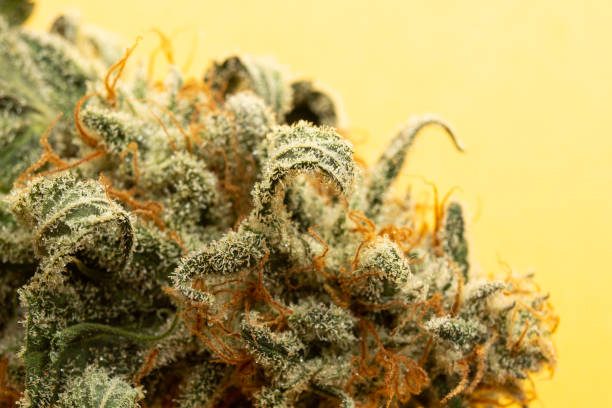 Top 10 Best Delta 8 Flower Strains for 2024 Discover the Premium Picks